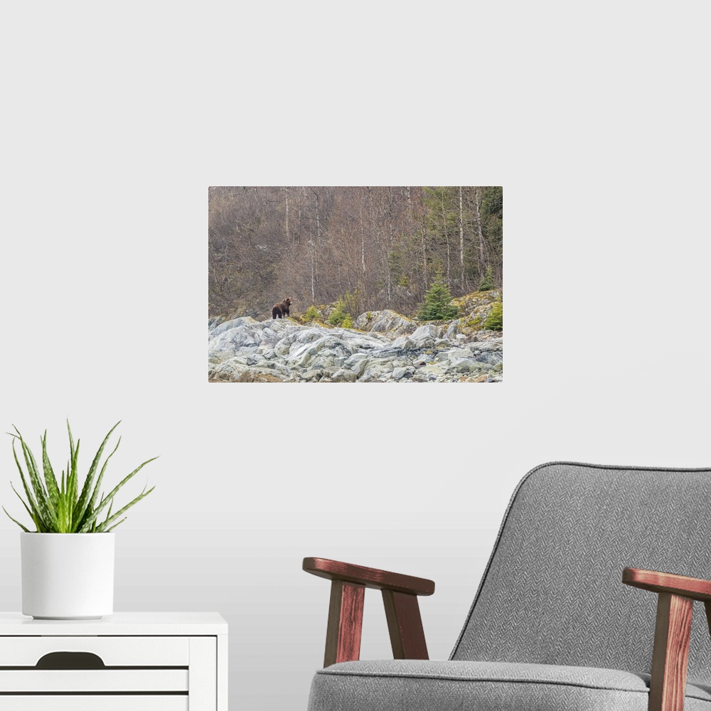 A modern room featuring View from behind of a brown bear (Ursus arctos) standing on the grey rocks in front of a deciduou...
