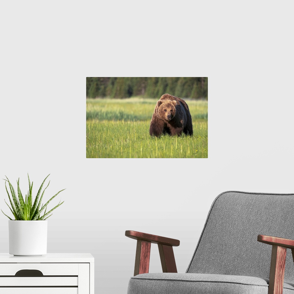 A modern room featuring Brown bear (ursus arctos) in Lake Clark National Park, Alaska, United States of America.