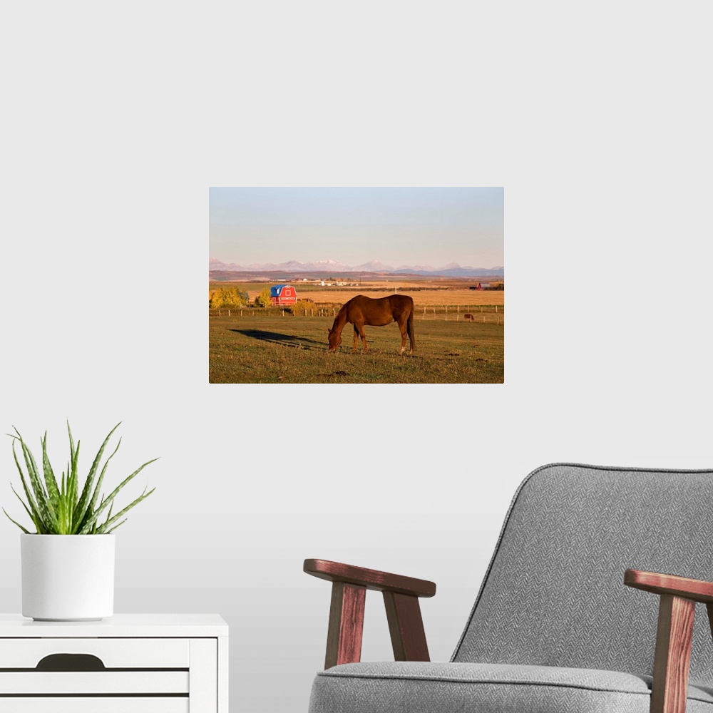 A modern room featuring Brown Horse Grazing In A Field In Autumn, Alberta, Canada