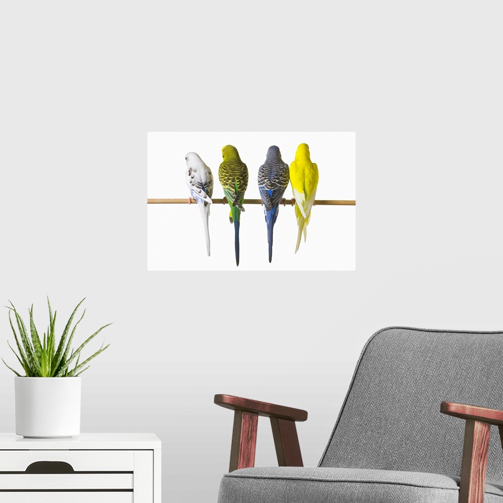 A modern room featuring Budgie Bird Posteriors