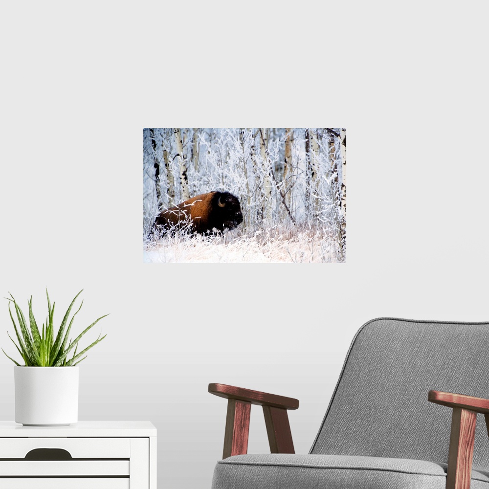 A modern room featuring Buffalo In The Snow