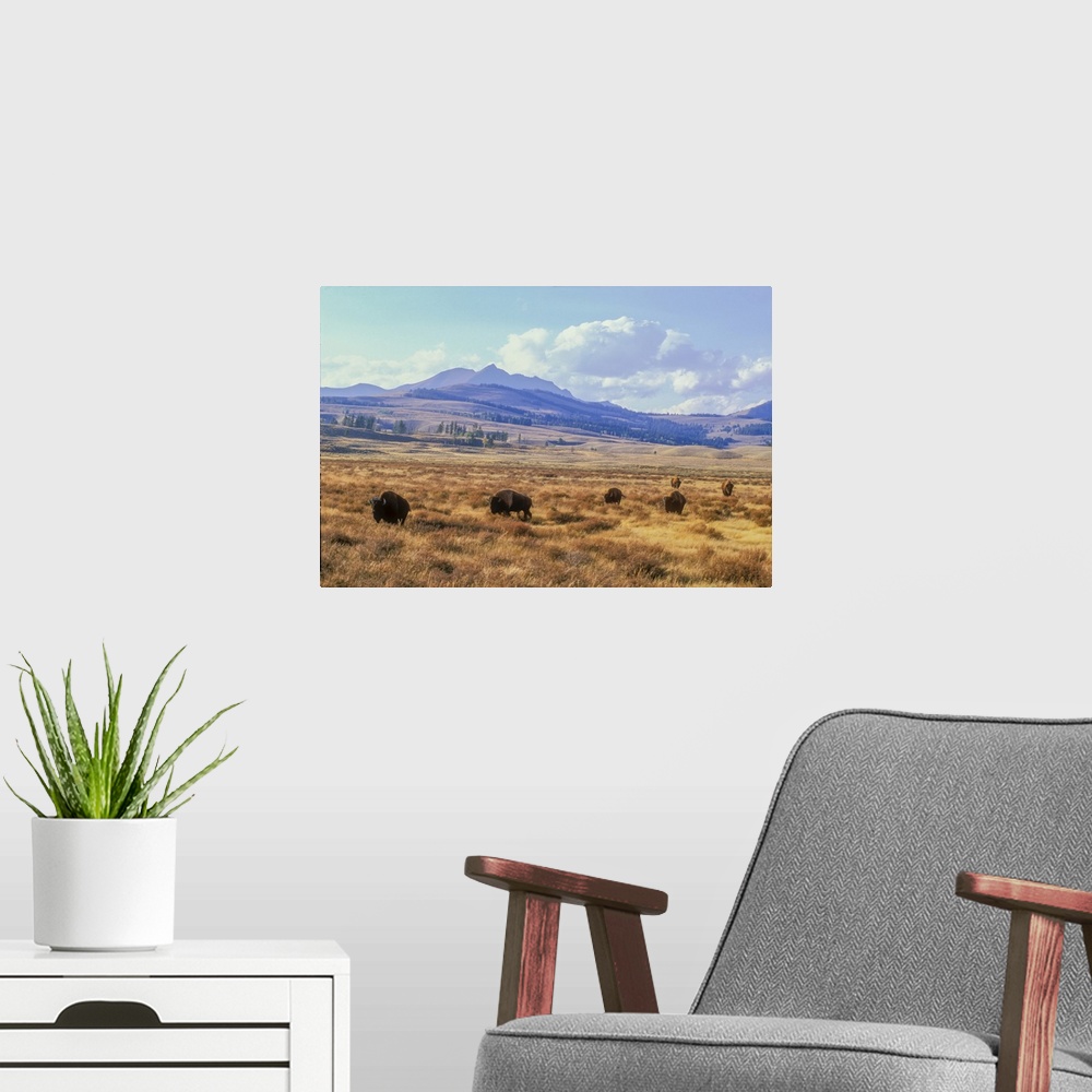 A modern room featuring Bull bison (Bison bison) grazing on the open range below Electric Peak on Swan Lake Flat in the F...