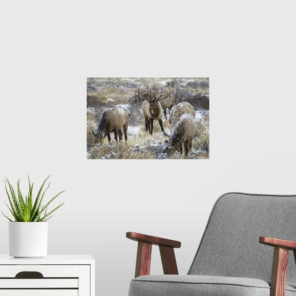 A modern room featuring Bull elk (cervus canadensis) grazing in the light snow-cover, steamboat springs, Colorado, united...