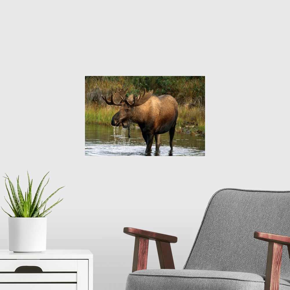 A modern room featuring Bull Moose In Pond Near Eielson Visitor Center Ak In Denali Np Summer