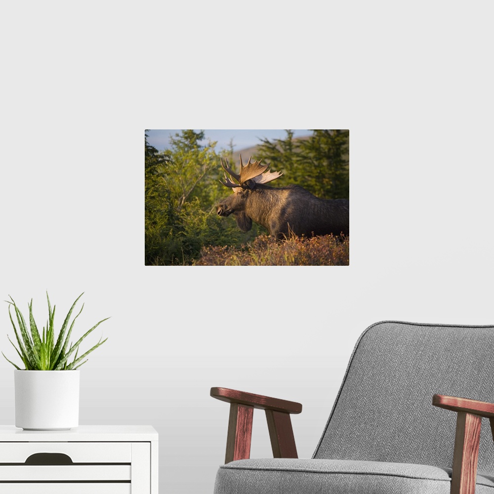 A modern room featuring Bull Moose Standing In Afternoon Light, Chugach Mountains, Southcentral Alaska