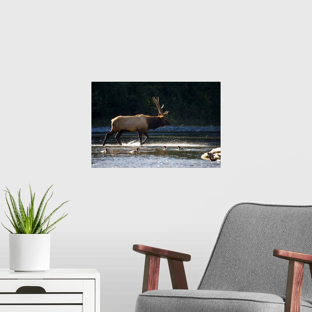 A modern room featuring Bull Roosevelt elk (Cervus canadensis roosevelti) crossing river with mergansers in the foregroun...
