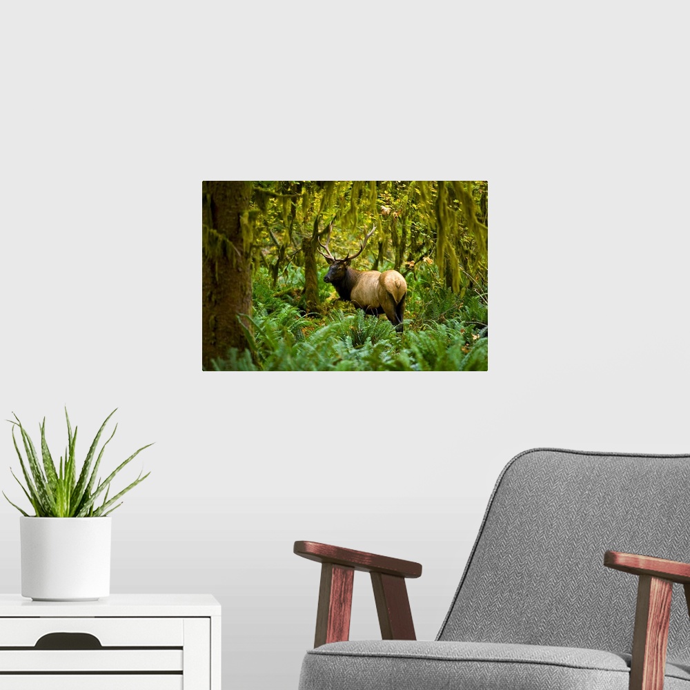 A modern room featuring Bull Roosevelt elk (Cervus canadensis roosevelti) framed by rainforest foliage, Washington.