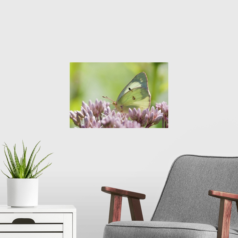 A modern room featuring A female clouded or common sulfur butterfly, Colias philodice, pollinating Joe pye weed flowers, ...