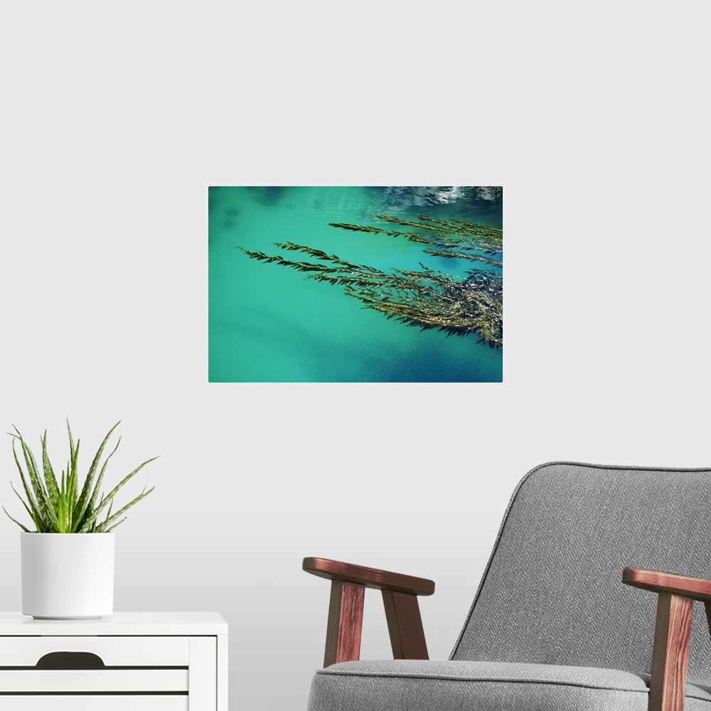 A modern room featuring California, Big Sur Coast, Seaweed Floating In Turquoise Ocean Water