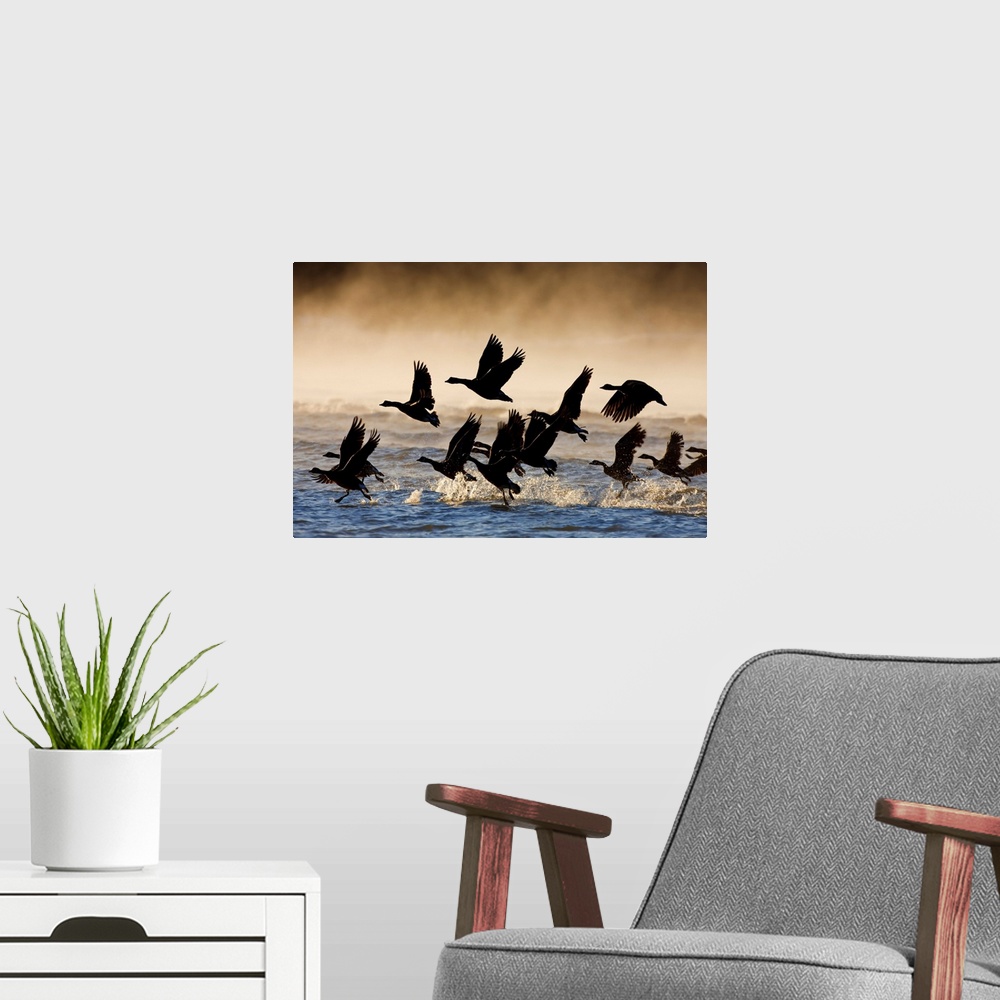 A modern room featuring Canada Geese take flight on a misty winter morning, Lynn Canal, Southeast Alaska, Winter
