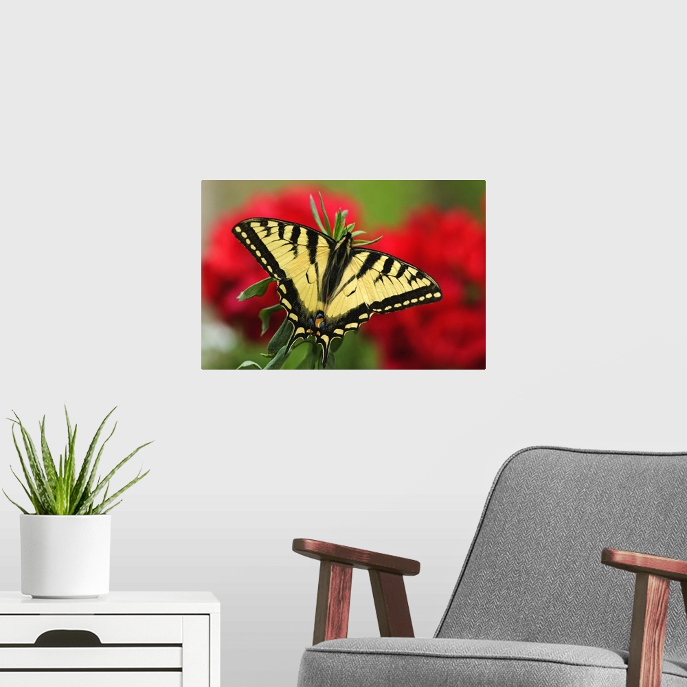 A modern room featuring Close Up Of A Canadian Tiger Swallowtail Butterfly With Red Geraniam Flowers In Background