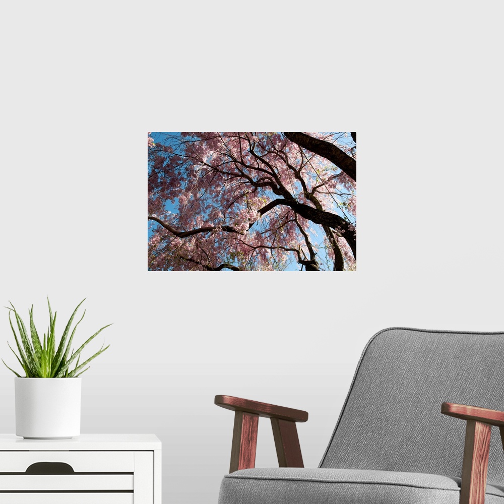 A modern room featuring Canopy of weeping Higan cherry trees, Prunus subhirtella var. pendula.