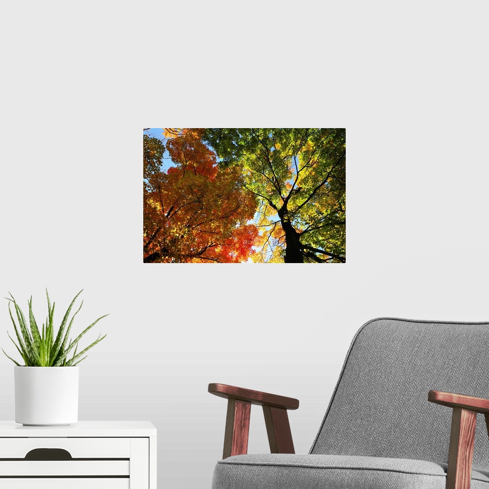 A modern room featuring Canopy view of trees in autumn hues.