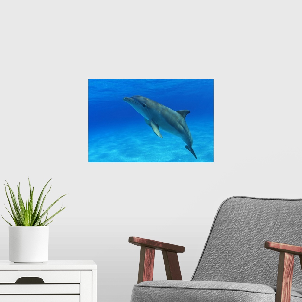 A modern room featuring Caribbean, Bahamas, Bahama Bank, Atlantic Bottlenose Dolphin