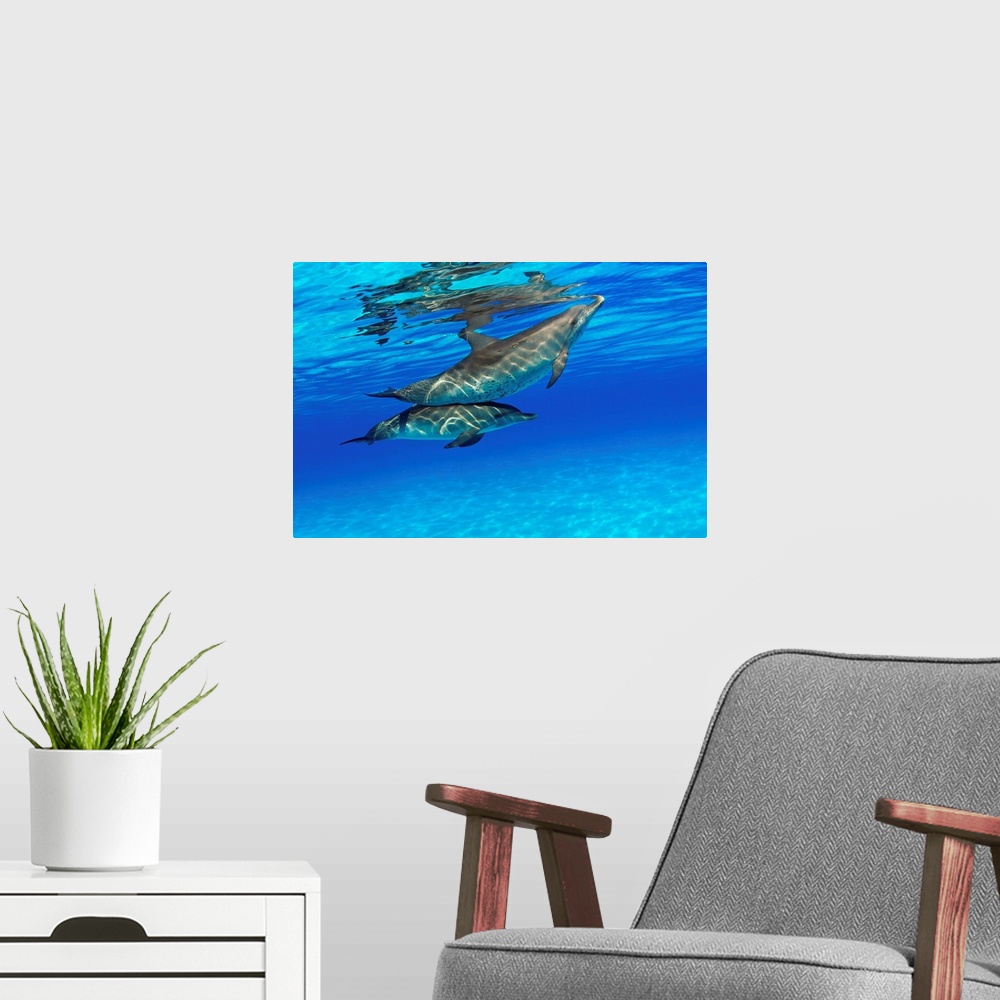 A modern room featuring Caribbean, Bahamas, Bahama Bank, Two Atlantic Spotted Dolphin
