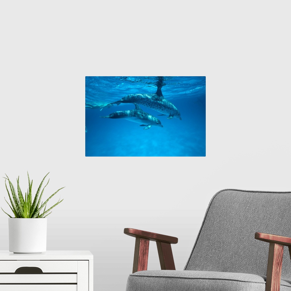 A modern room featuring Caribbean, Bahamas, Spotted Dolphins, Pair Near Surface With Reflection