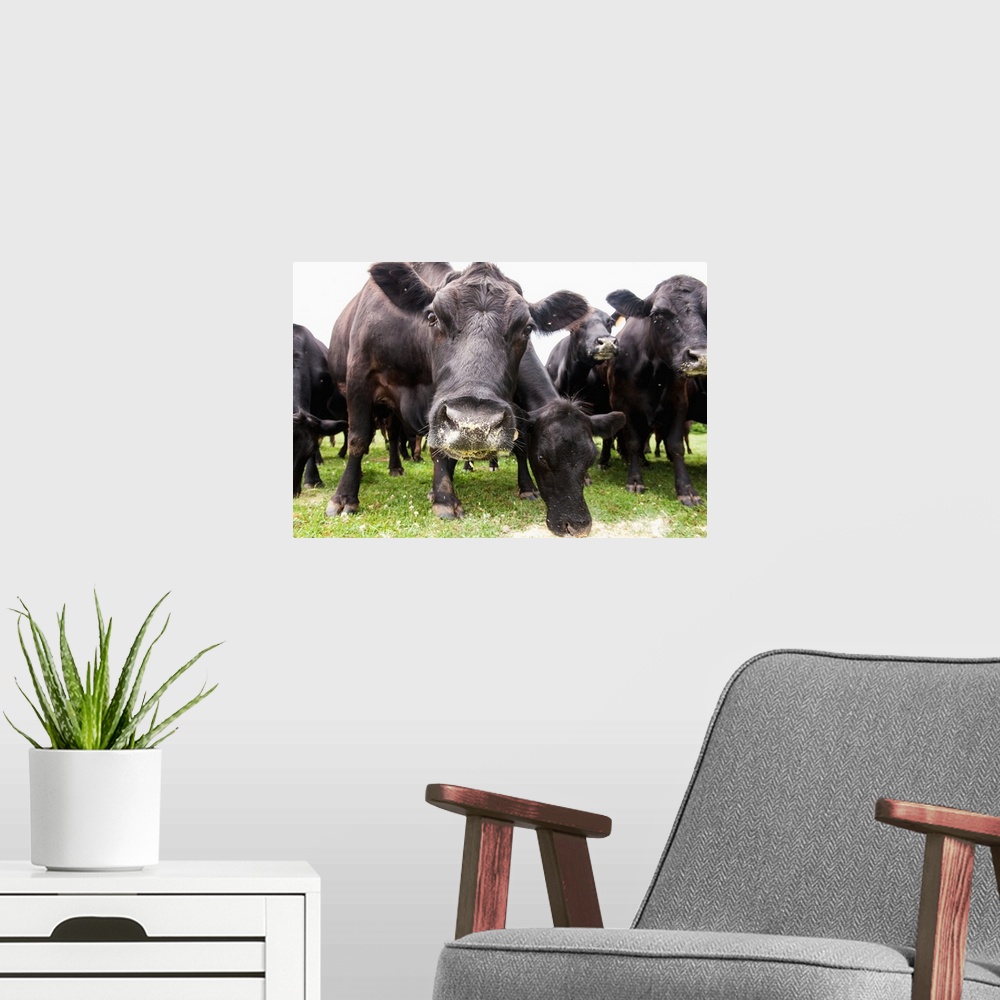 A modern room featuring Cattle feeding, Cecilton, Maryland, United States of America
