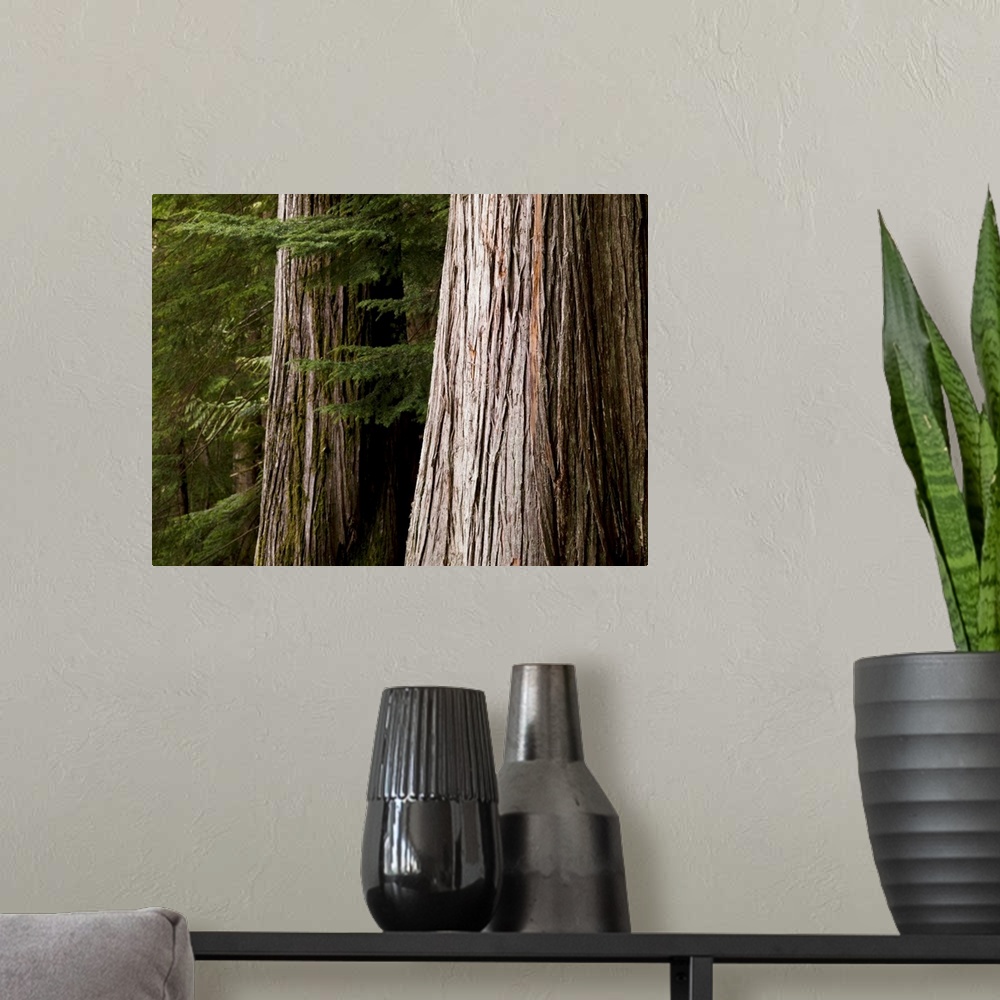 A modern room featuring Cedar Trees, Whistler, British Columbia