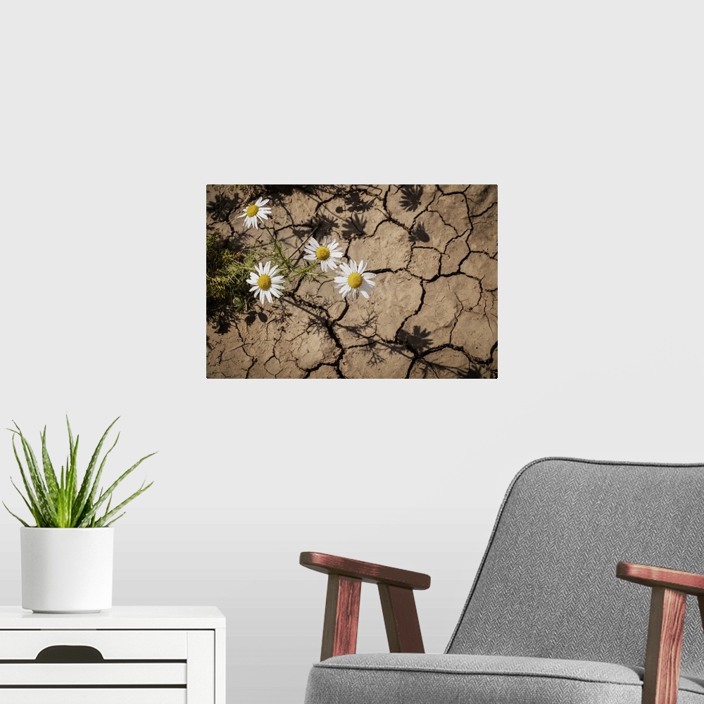 A modern room featuring Scentless Chamomile (Anthemis arvensis) growing through cracks in the dry earth; Stony Plain, Alb...