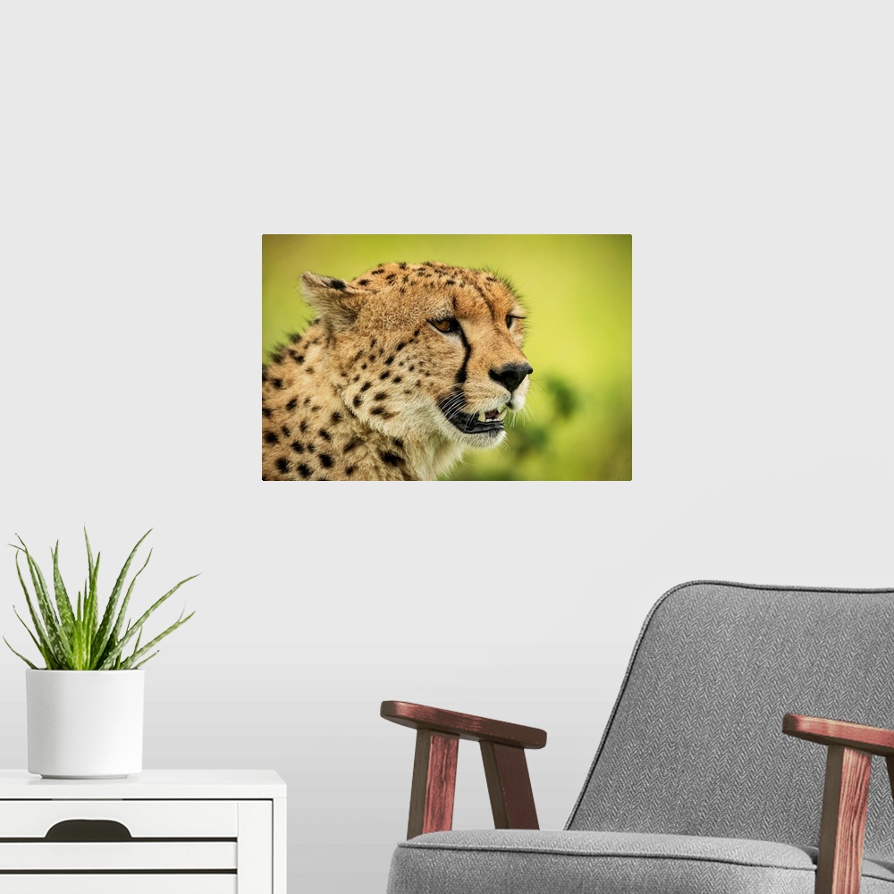 A modern room featuring Close-up of cheetah (acinonyx jubatus) face against blurred background, Klein's camp, Serengeti n...