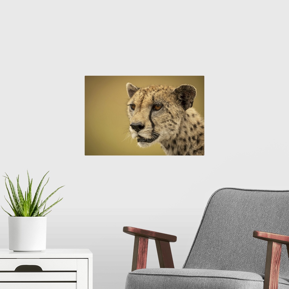 A modern room featuring A cheetah (acinonyx jubatus) is staring into the distance in a close-up of her face and neck. She...