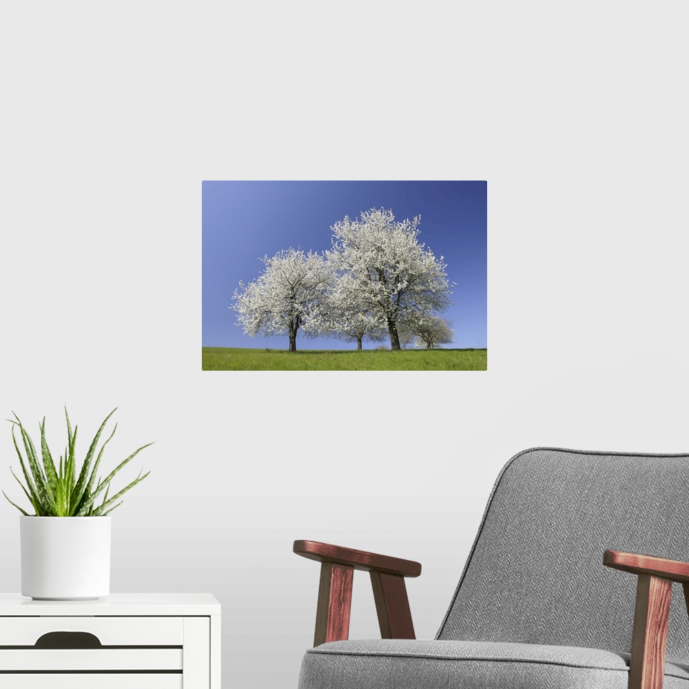 A modern room featuring Cherry Trees, Moembris, Aschaffenburg, Franconia, Bavaria, Germany