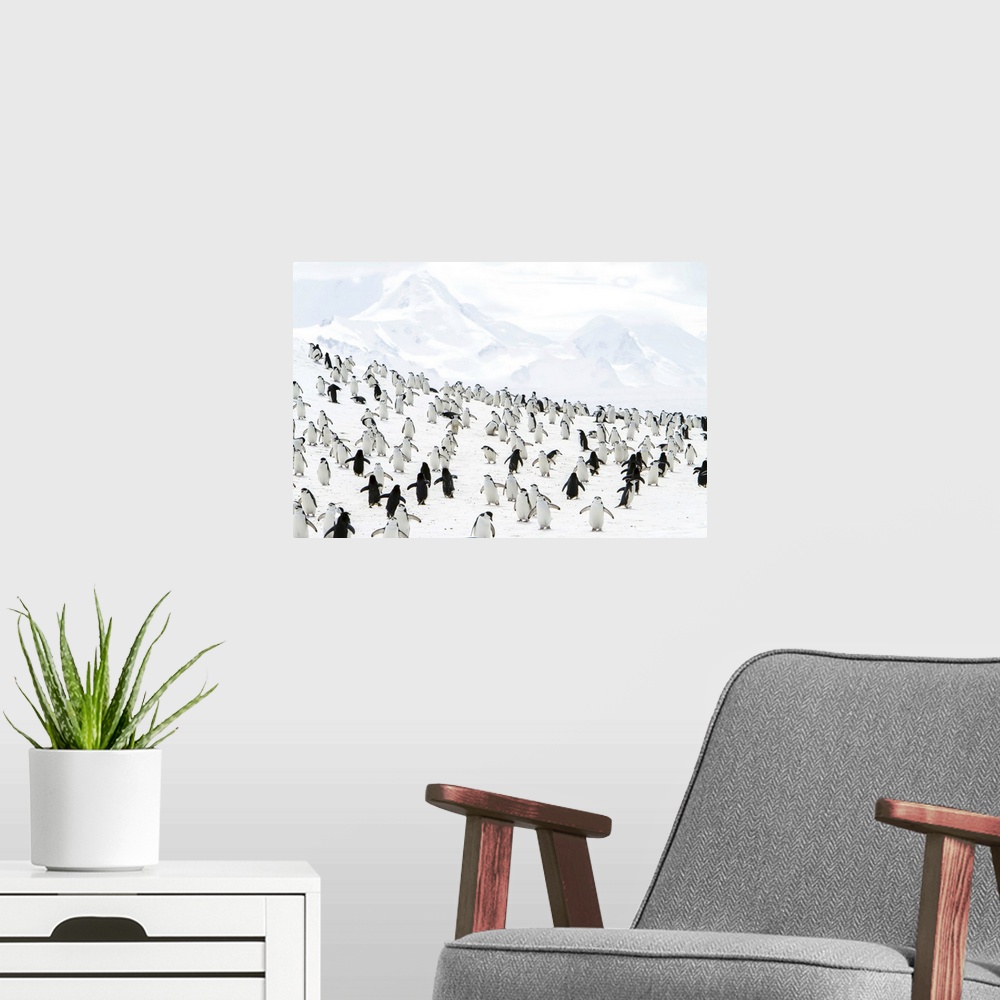 A modern room featuring Chinpstrap penguins on a snowy hillside.