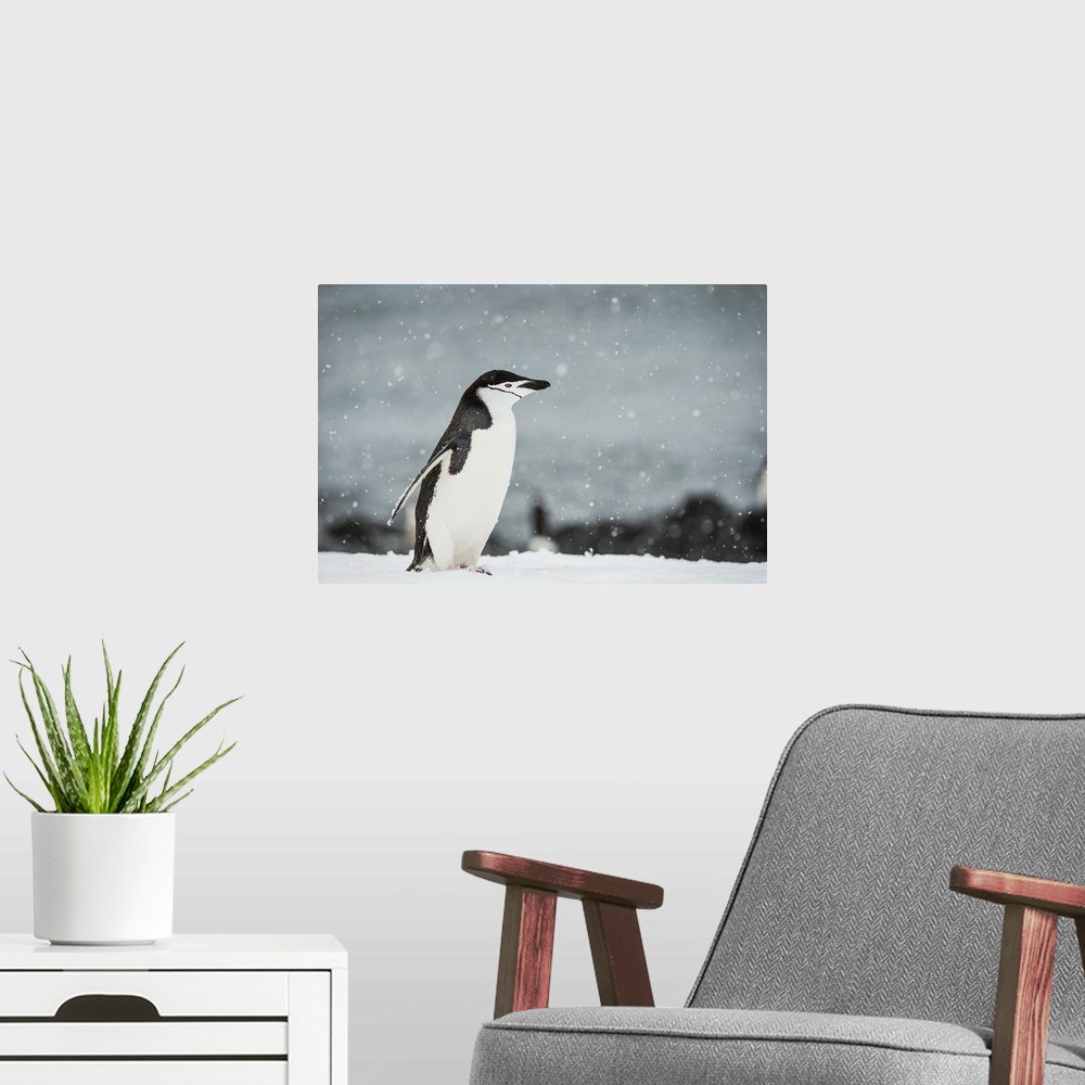 A modern room featuring Chinstrap Penguin (Pygoscelis antarctica) in a snowfall, Half Moon Island, South Shetland Islands...