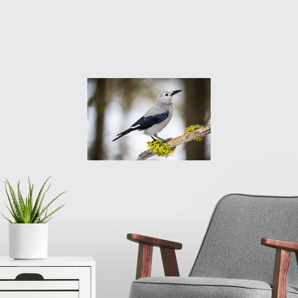 A modern room featuring Clark's Nutcracker (Nucifraga columbiana) perched on branch with colourful lichens; Silver Gate, ...