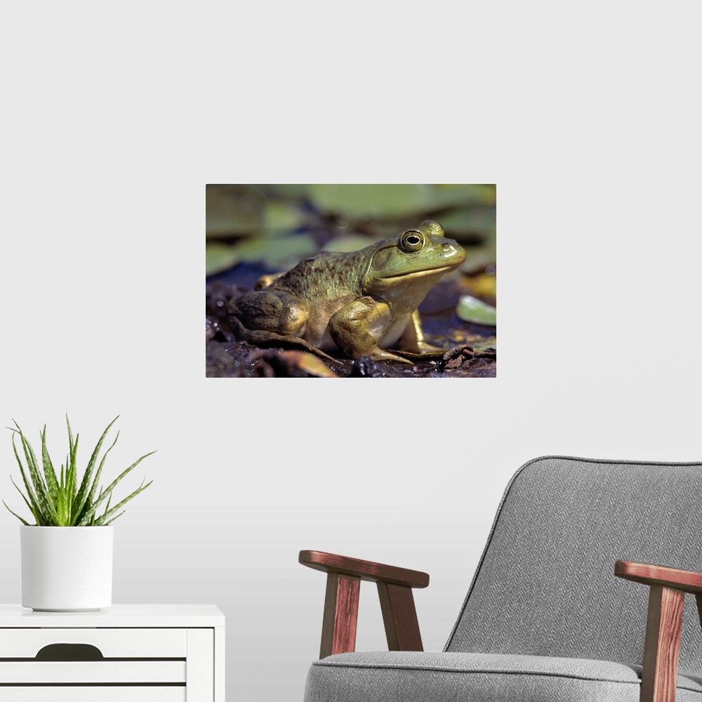A modern room featuring Close-Up Of A Bullfrog