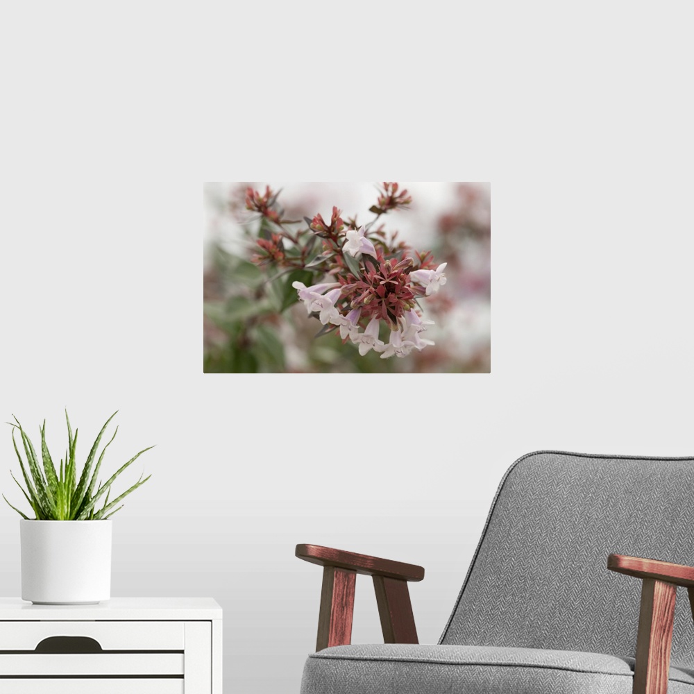 A modern room featuring Close up of a cluster of abelia flowers in fog. Orleans, Cape Cod, Massachusetts.