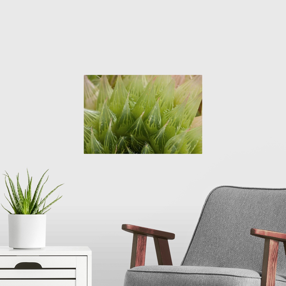 A modern room featuring Close up of a desert succulent plant, Haworthia comptoniana.
