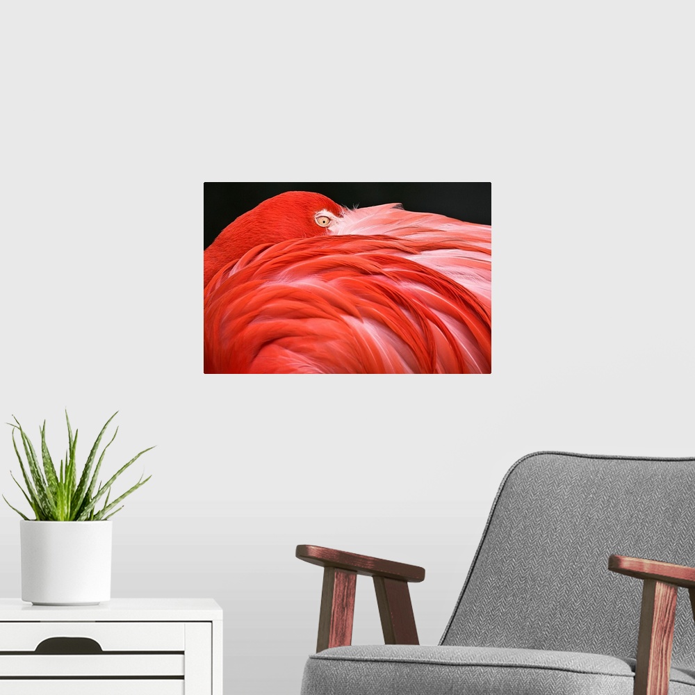 A modern room featuring Close Up Of A Flamingo Resting Its Head On Its Back