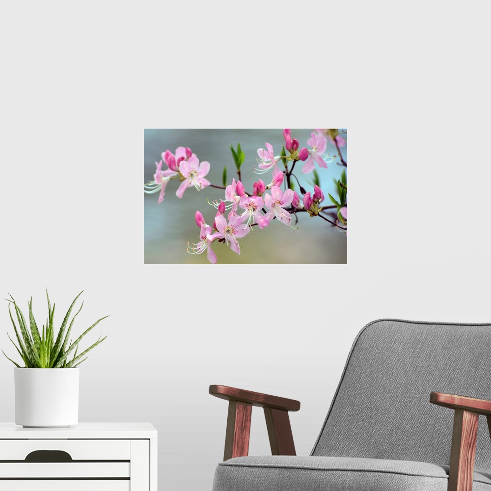 A modern room featuring Close up of a flowering branch of a pink azalea shrub, Rhododendron species.