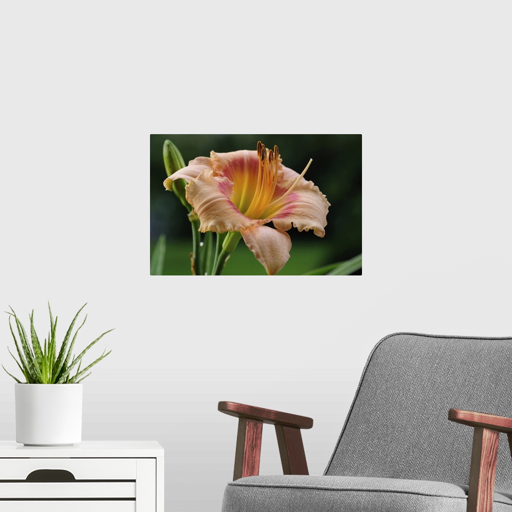 A modern room featuring Close up of a large day lily, Hemerocallis species. Lexington, Massachusetts.