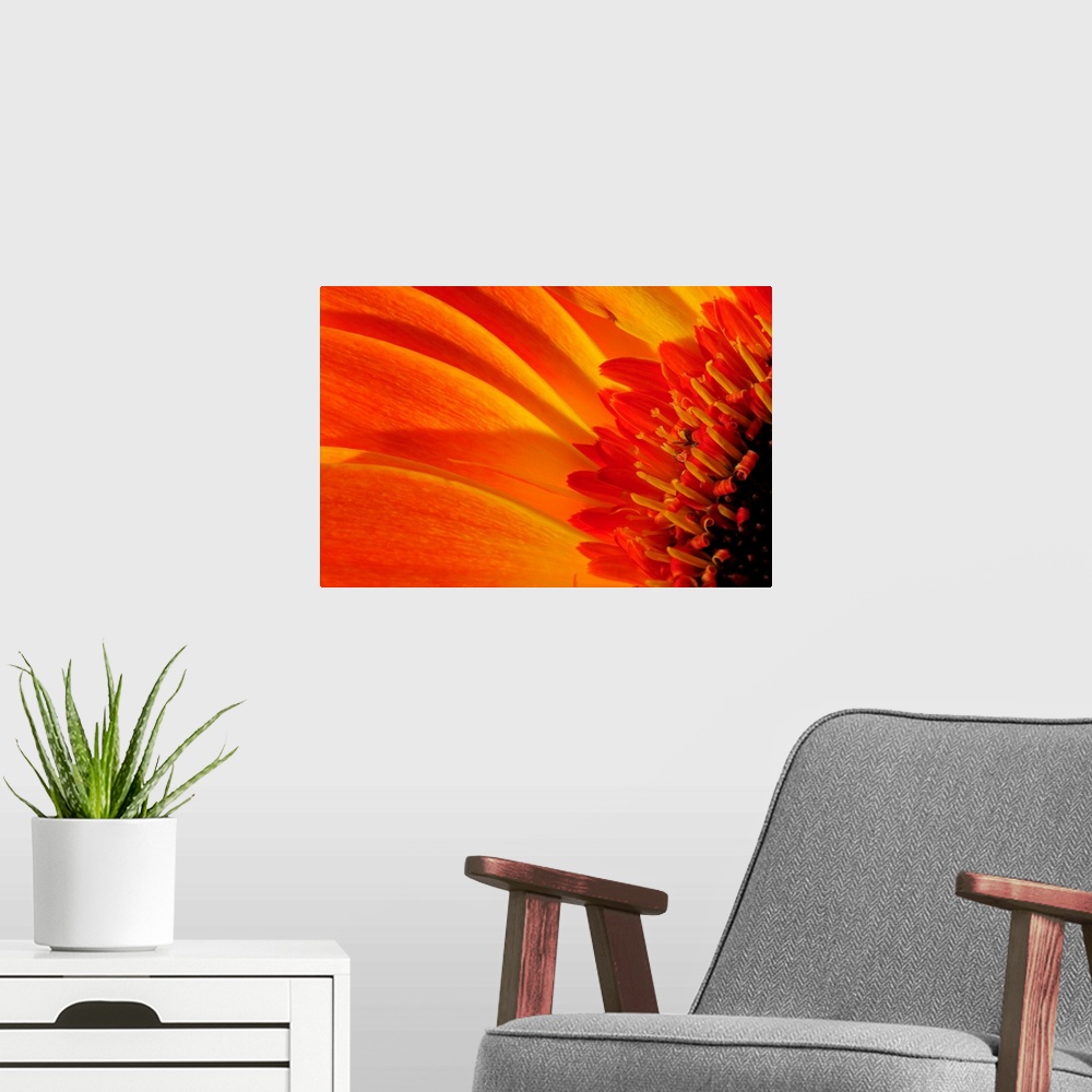 A modern room featuring Close up of a orange gerbera daisy, Gerbera species.
