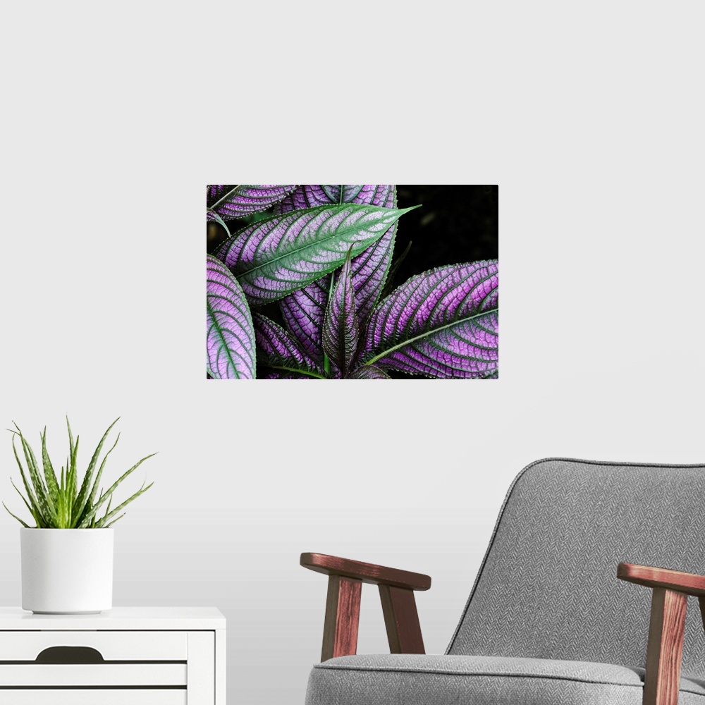 A modern room featuring Close up of a Persian shield plant, Strobilanthes dyerianus.