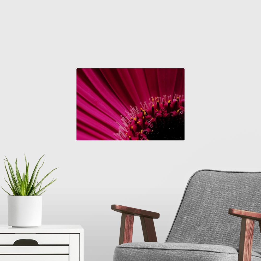 A modern room featuring Close up of a pink gerbera daisy, Gerbera species. Arlington, Massachusetts.