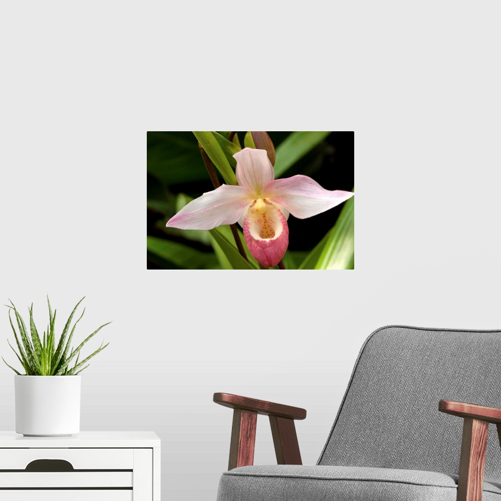 A modern room featuring Close up of a pink lady's slipper orchid flower, Cypripedium species.