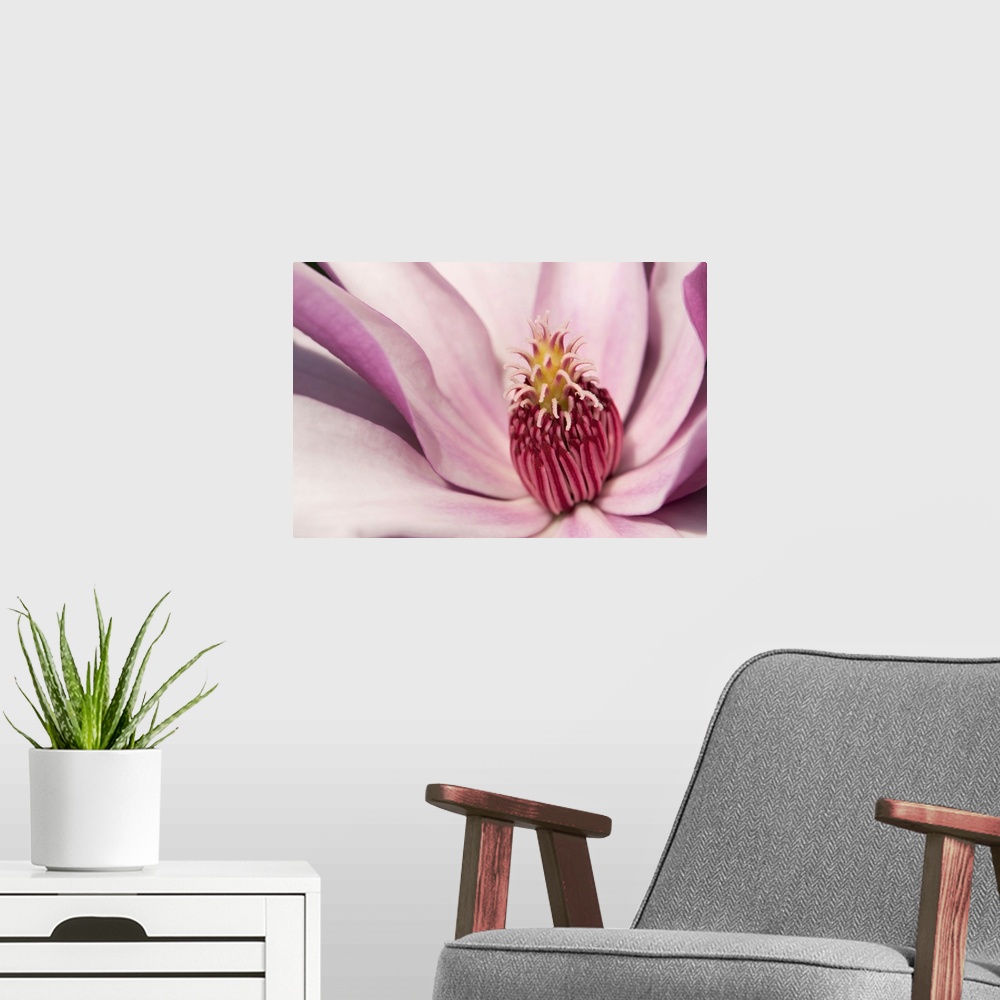 A modern room featuring Close up of a pink tulip magnolia flower, Magnolia liliflora. Cambridge, Massachusetts.