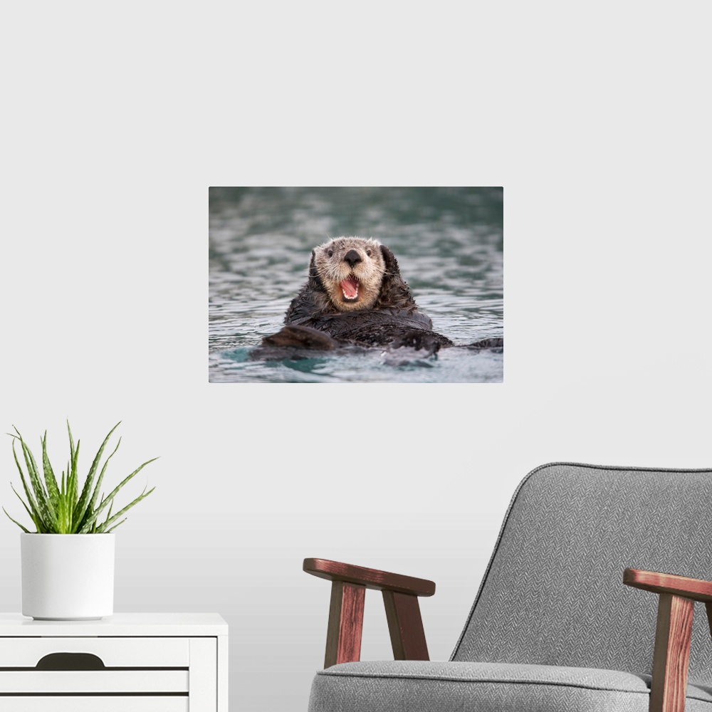A modern room featuring Close up of a Sea Otter swimming on back in Prince William Sound, Alaska