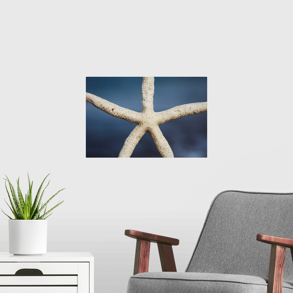 A modern room featuring Close Up Of A Sea Star; Maui, Hawaii, United States Of America
