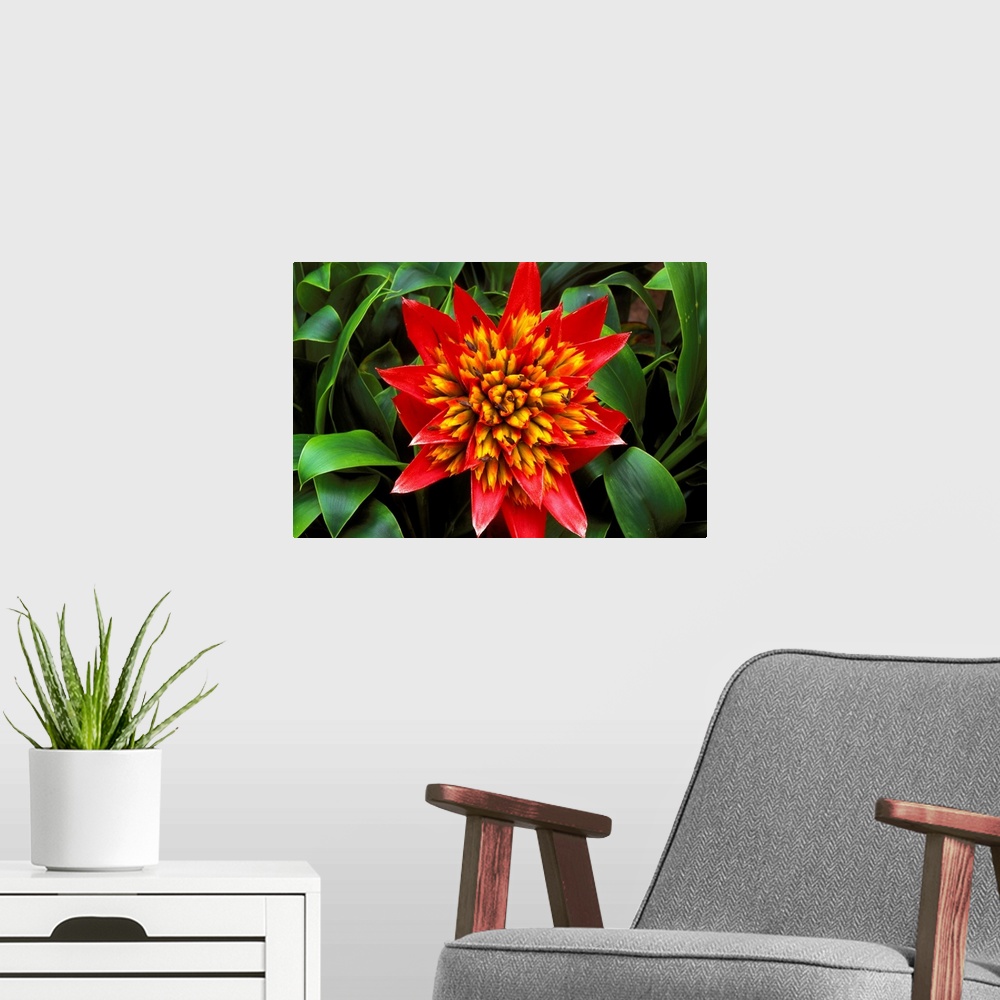 A modern room featuring Close-Up Of A Single Red Bromeliad Blooming With Yellow Center