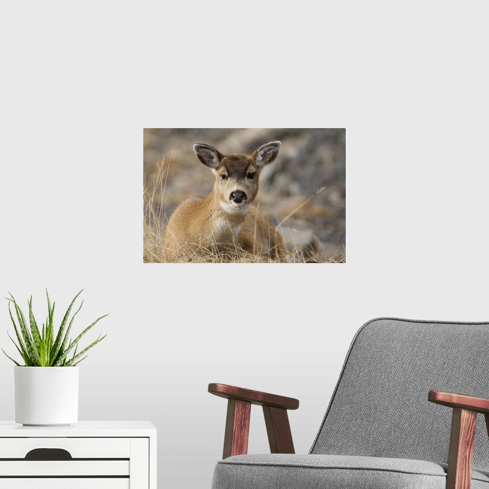A modern room featuring Close up of a Sitka Black-tailed doe bedded down during Winter on Kodiak Island, Southwestern Alaska
