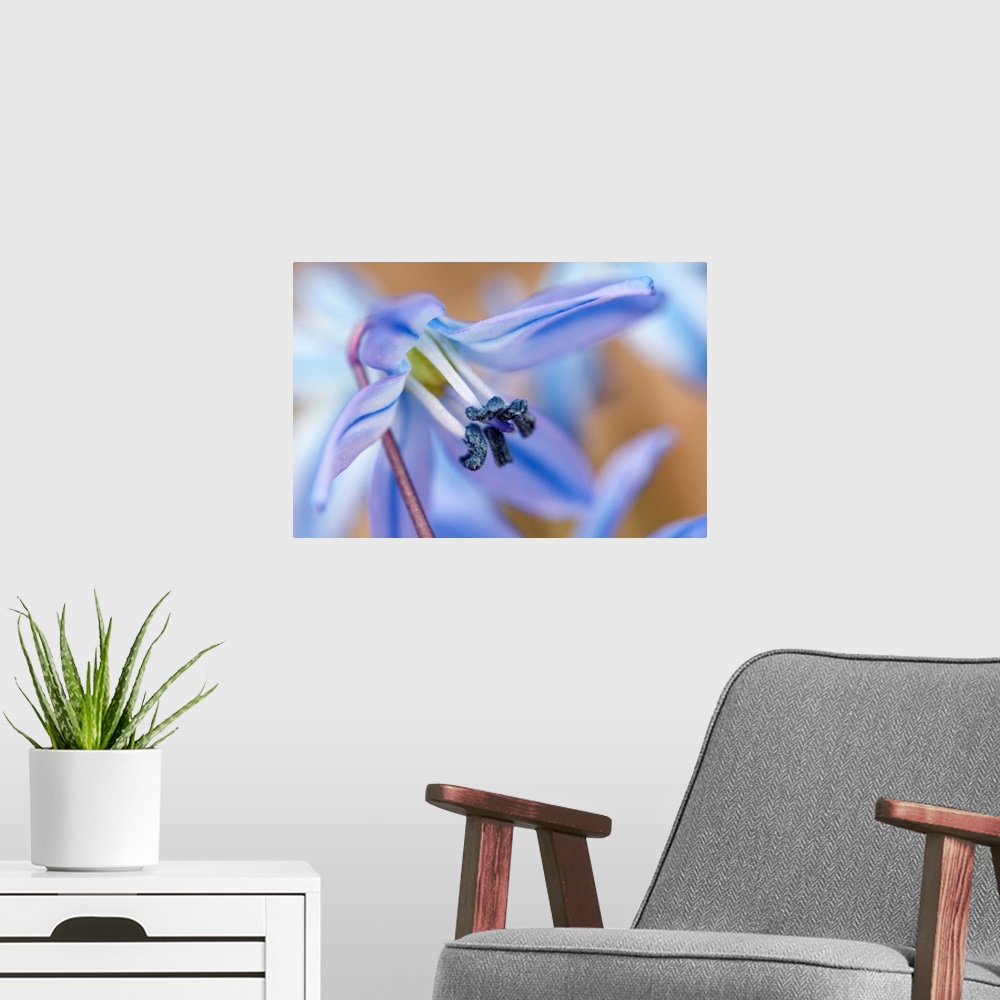 A modern room featuring Close up of a tiny blue scilla flower in the early spring. Cambridge, Massachusetts.