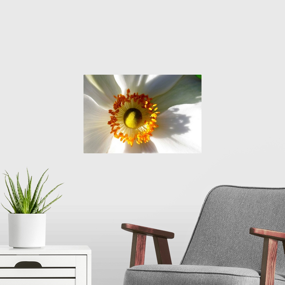 A modern room featuring Close up of a white anemone flower.