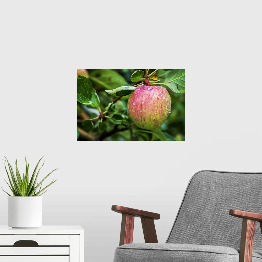 A modern room featuring Close-up of an apple on tree branch with water droplets; Calgary, Alberta, Canada.