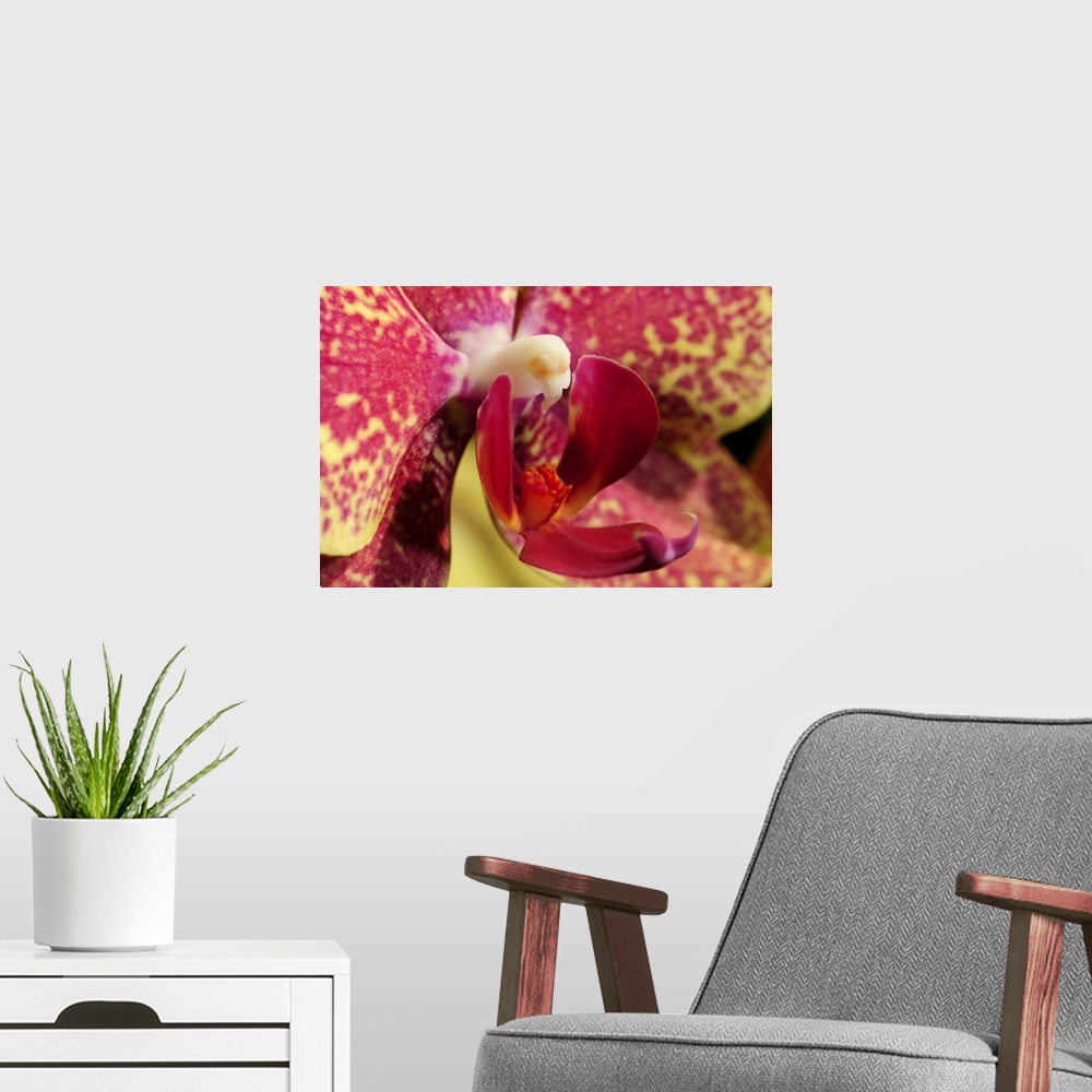 A modern room featuring Close up of an orchid flower, Phalaenopsis species. Lexington, Massachusetts.
