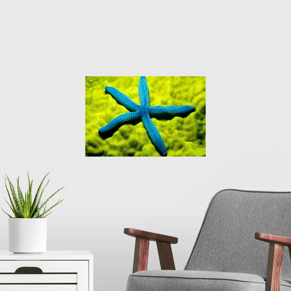 A modern room featuring A zoomed in photograph taken of a blue starfish sitting on top of sea coral.