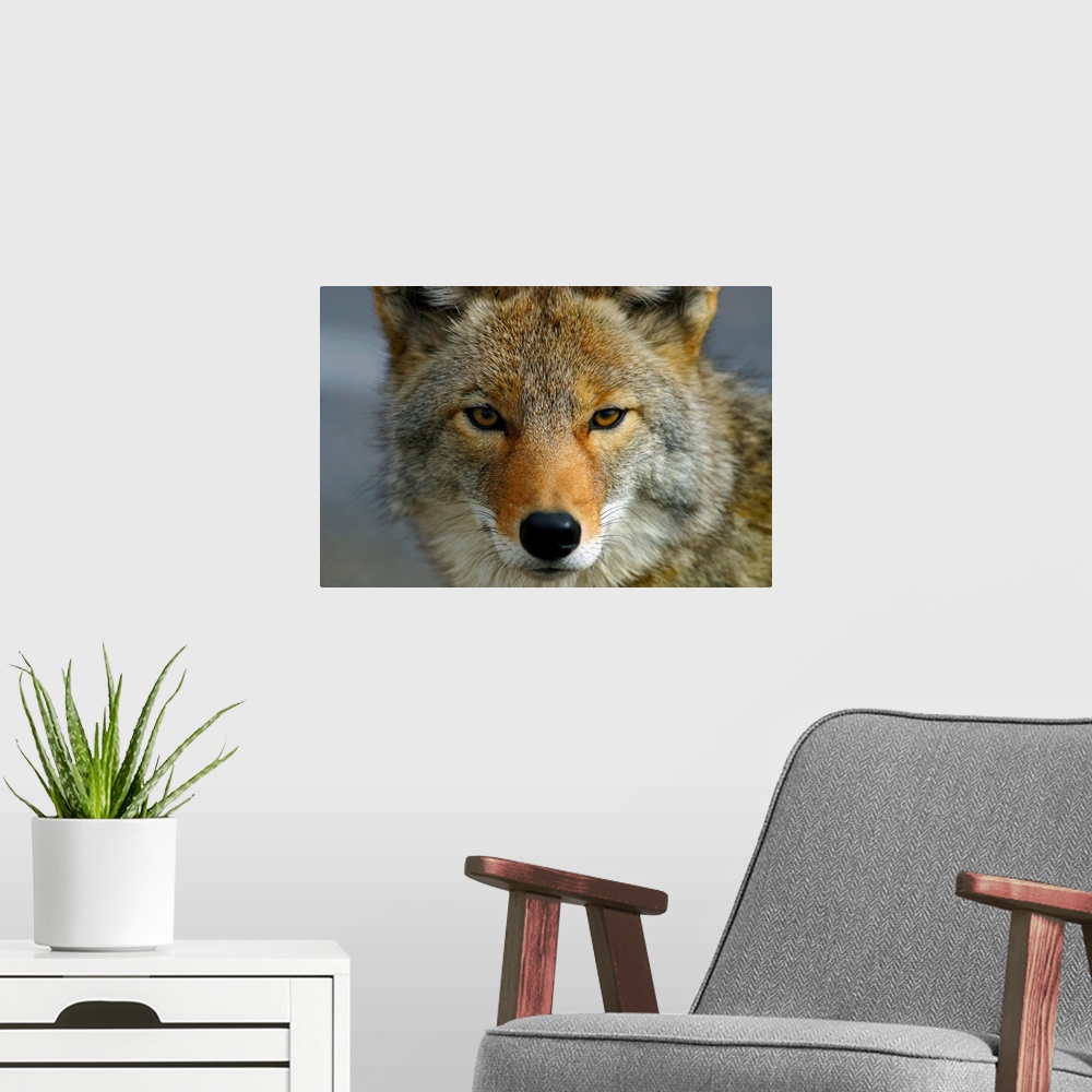 A modern room featuring Close Up Of Coyote, Death Valley National Park, California